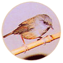 町の鳥の画像