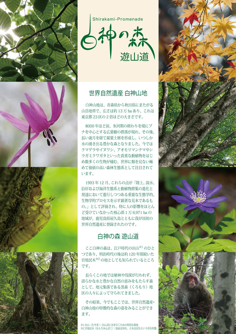 白神の森遊山道チラシ