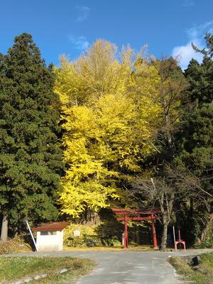 日照田高倉神社のイチョウの画像