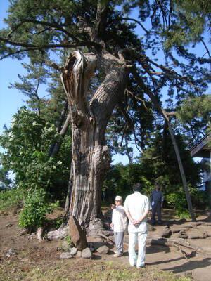 鬼神神社のクロマツの画像