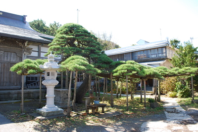 願行寺のクロマツの画像