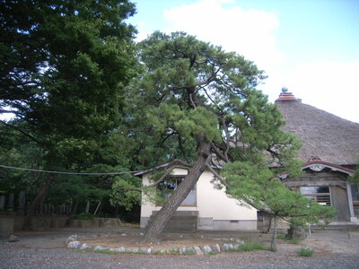 松源寺のクロマツ・ケヤキ画像1