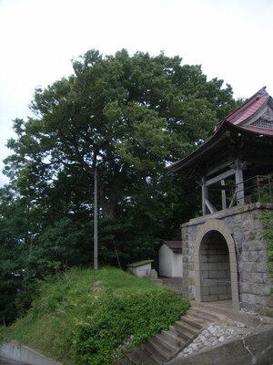 松源寺のクロマツ・ケヤキ画像3