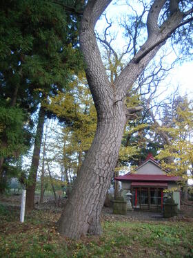 石神神社のクロマツ・セン1