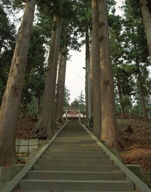 種里八幡宮のスギの画像