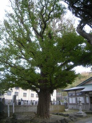 来生寺のイチョウの画像